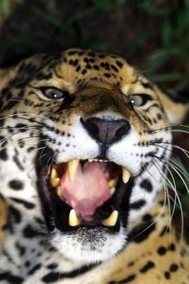 Read Online Growling Jaguar Journal: 150 Page Lined Notebook/Diary -  file in PDF