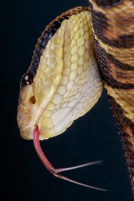 Download Bushmaster Snake Journal: 150 Page Lined Notebook/Diary -  | PDF