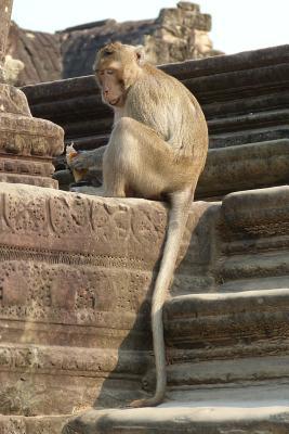 Read A Long Tailed Macaque at Angkor Wat Cambodia: Blank 150 Page Lined Journal for Your Thoughts, Ideas, and Inspiration -  | ePub