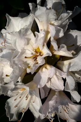 Full Download Beautiful White Rhododendron Flowers in Bloom Journal: Take Notes, Write Down Memories in This 150 Page Lined Journal -  file in ePub
