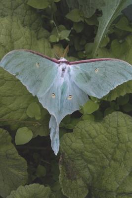 Full Download Luna Moth Journal: 150 Page Lined Notebook/Diary -  | ePub