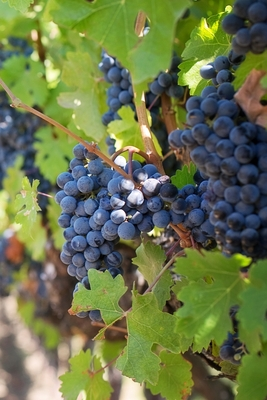 Read Online Wine Logbook: Review Wines and Dot Grid Journal * Christmas Gift for a Wine Collector * 6 x 9 152 pages - Wine Squad file in ePub